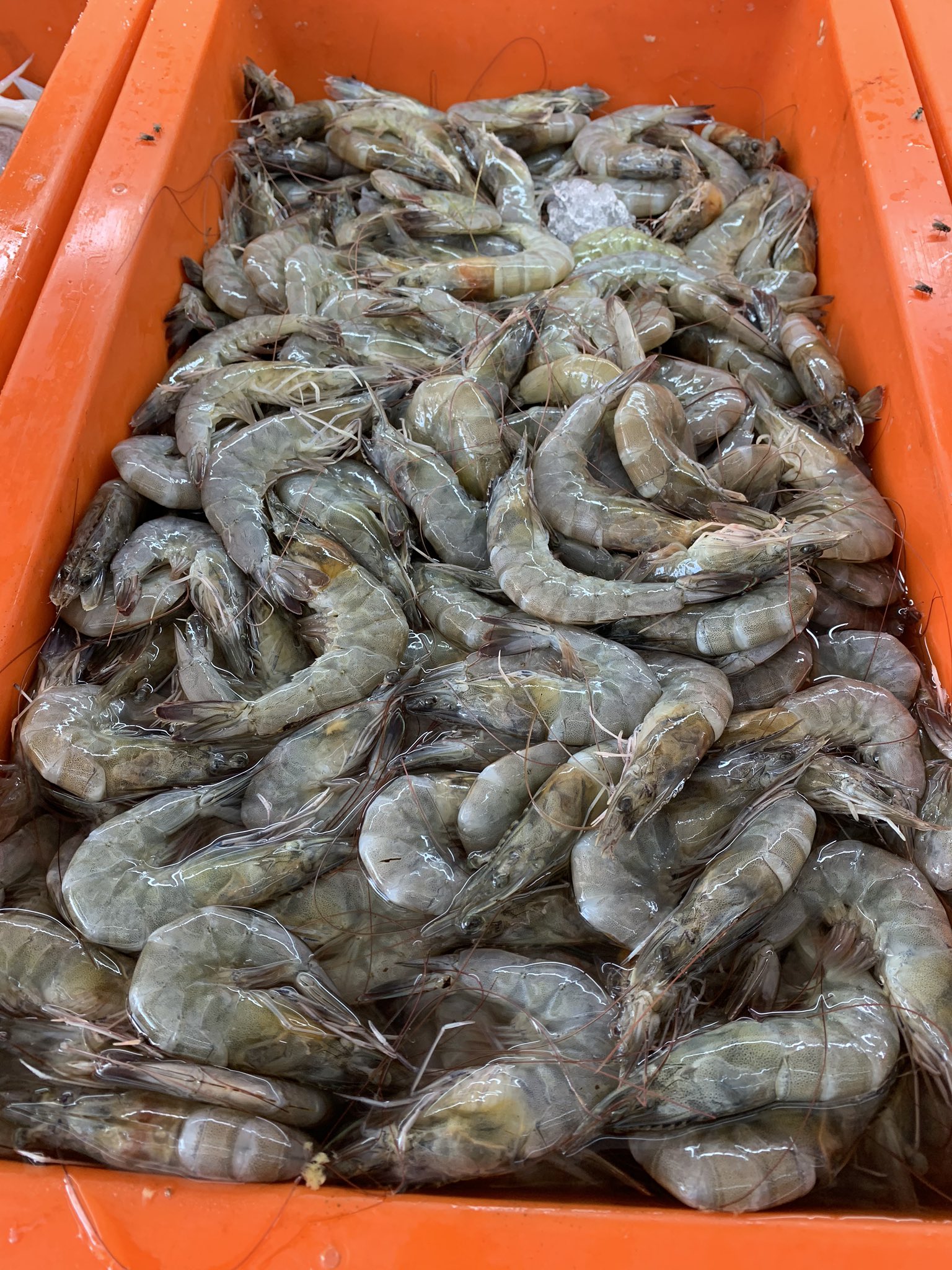 udang